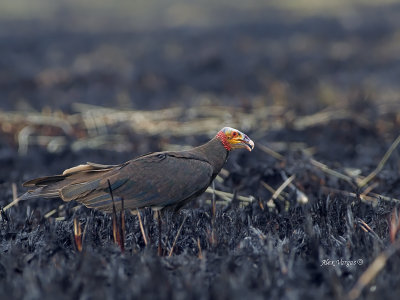 Yellow-headed Vulture - 2013 - 3