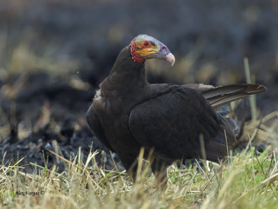 Yellow-headed Vulture 2013