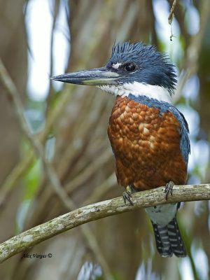 Ringed Kingfisher - male - 2013 - 3