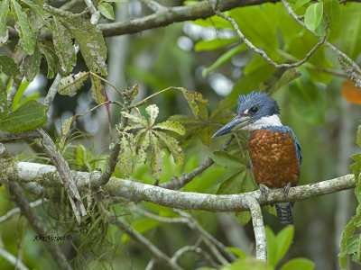 Ringed Kingfisher - male - 2013 - 2