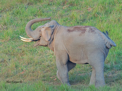 Asian Elephant - male - dirt shower