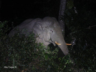 Asian Elephant - male - at night