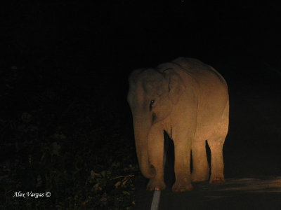 Asian Elephant - juvenile