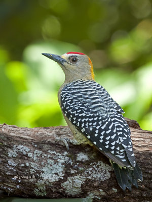Hoffmans Woodpecker 2013 - male - 2