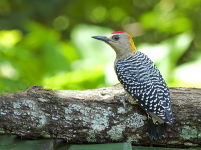 Hoffman's Woodpecker 2013 - male