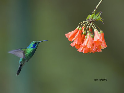 Green Violet-ear 2013