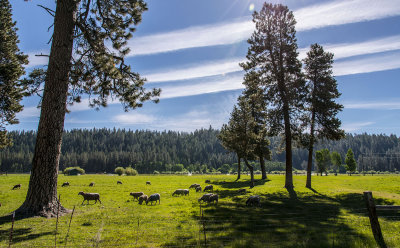 Early Morning Grazing