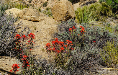 A sprinkle of Red Colors