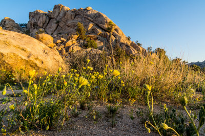 The Blooming Desert