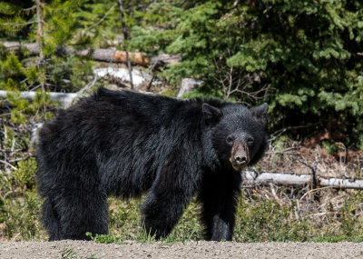 Bear Encounter