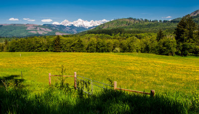 Yellow Field -L