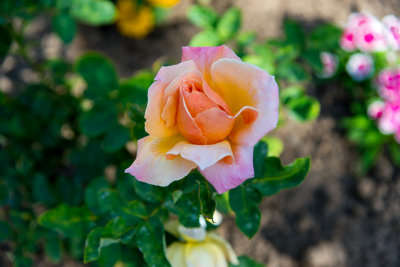 Nava's Garden