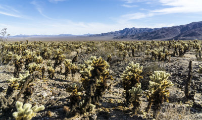Cholla Cactus Garden