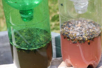 Wasp Trap.JPG