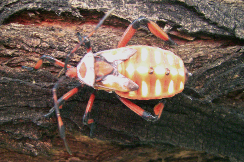 Giant Mesquite Beetle 