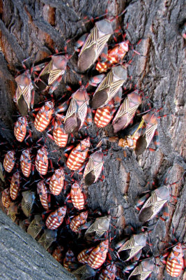 These are Giant Mesquite Beetles