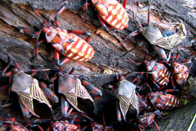 Birds, Bugs and Beasts Of Tucson