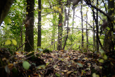Foresta 2