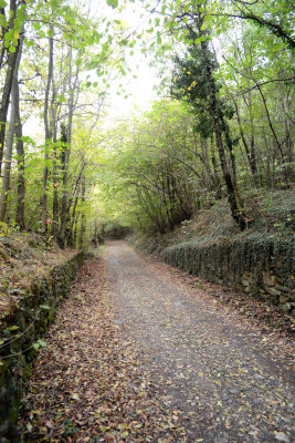 Foresta 7