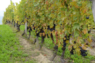 Il sentiero del vino 4
