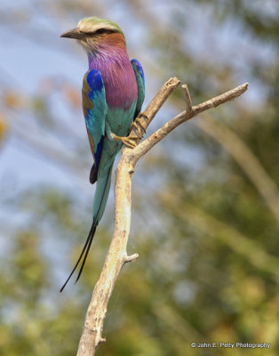03-Lillacbreasted Roller_MG_2967.jpg