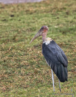 12-Marabou Stork_MG_3815.jpg