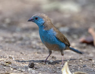 13-Blue Waxbill_MG_3500.jpg