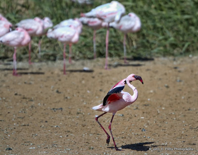 14-Flamingo_MG_0005.jpg