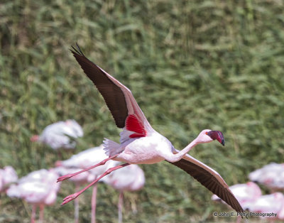 15-Flamingo_MG_9988.jpg