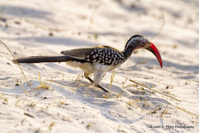 24-Red-billed Hornbill_MG_3109.jpg