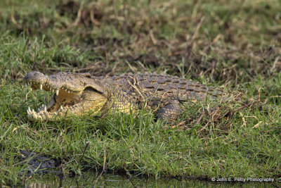 7-African Crocodile_MG_3618jpeg.jpg