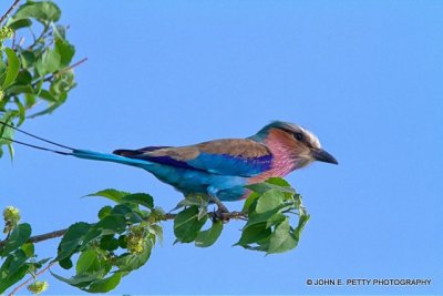 Southern Africa Birds