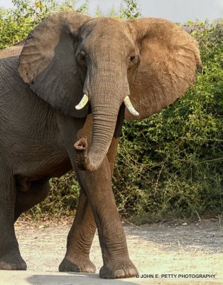 African Elephant _MG_2732.jpg