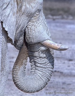 Etosha Elephant_MG_1736.jpg
