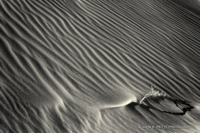 Dune patterns _MG_0022.jpg
