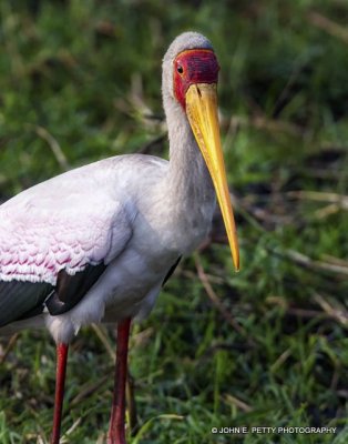 Southern Africa Birds