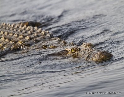 Southern Africa Reptiles