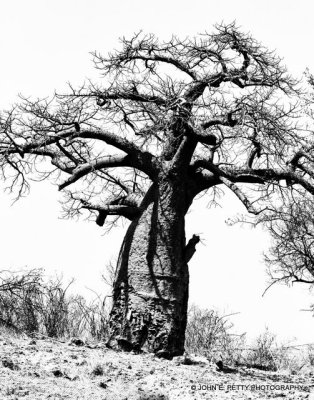Boabab tree _MG_2580.jpg