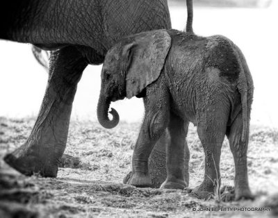 Southern Africa Mammals