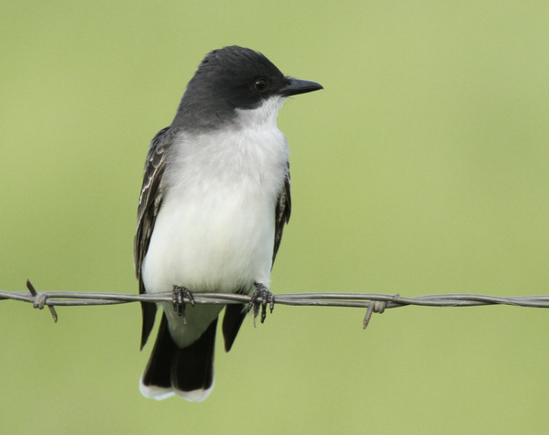 Eastern Kingbird, Henderson County