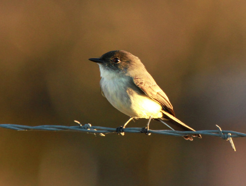 Eastern Phoebe, Von Ormy