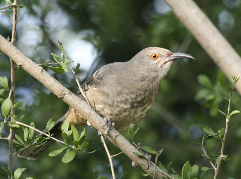 Curve-billed Thrasher, Edinburg Scenic Wetlands