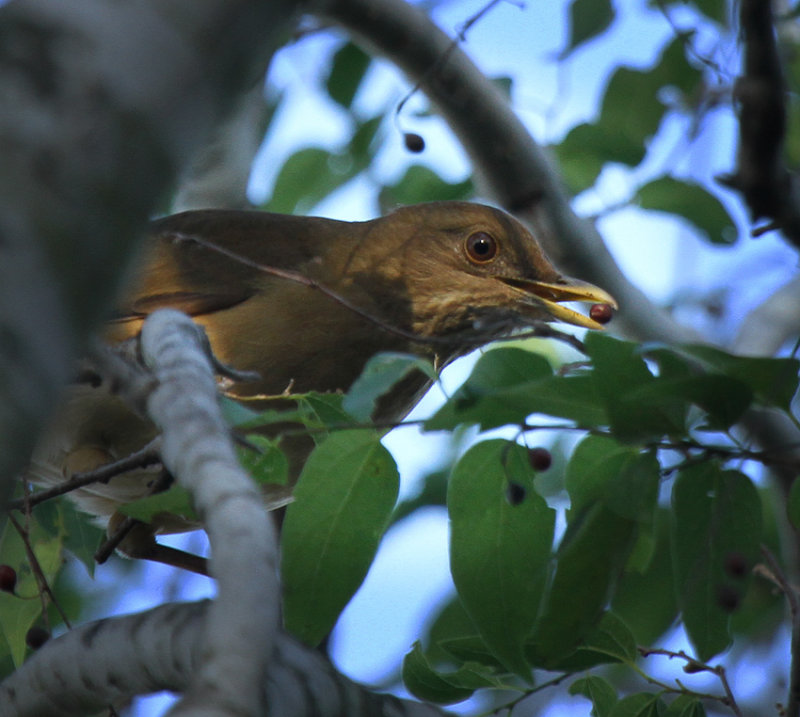 Clay-colored Thrush, National Butterfly Center
