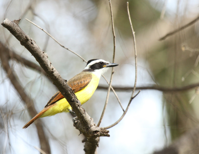 Great Kiskadee, National Butterfly Center