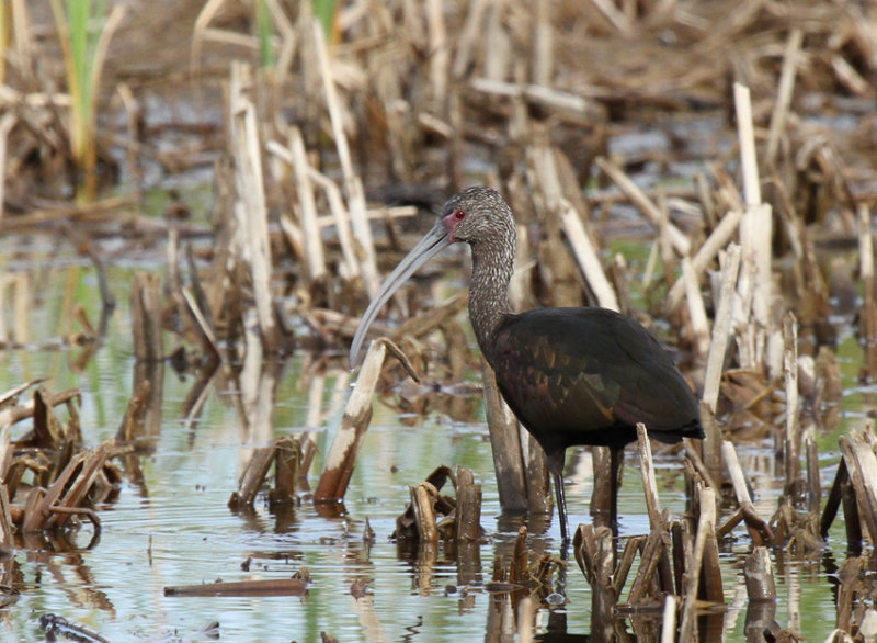 White-faced Ibis Estero Llano Grande