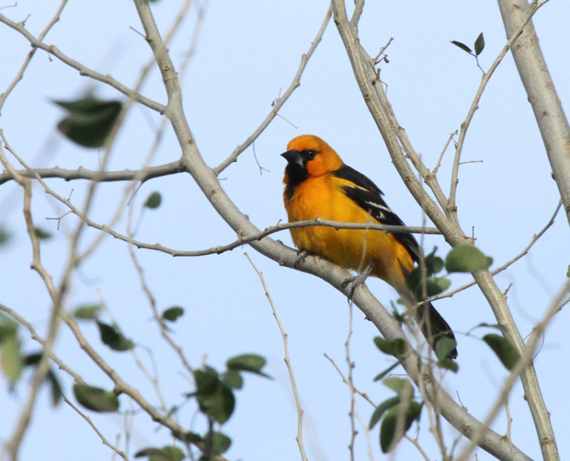 Altamira Oriole, National Butterfly Garden