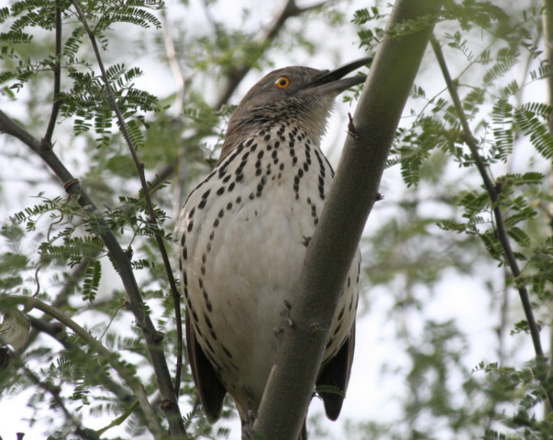 Long-billed Thrasher, Bentsen State Park