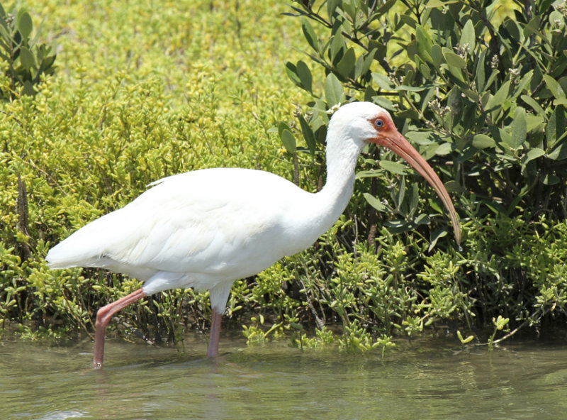 White Ibis, Port Aransas