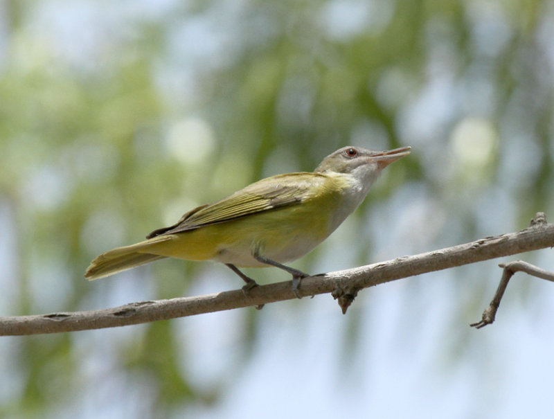 Yellow-green Vireo, Blucher Park, Corpus Christi