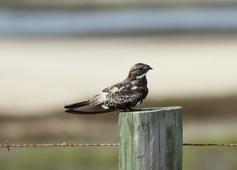 Common Nighthawk, Bolivar Peninsula